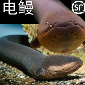 电鳗鱼苗发电机鳗鱼黑鬼鳗鱼南美洲电鳗鱼苗活体淡水鱼观赏鱼活体