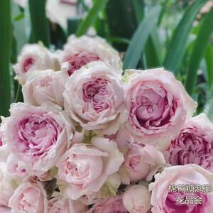棉花糖泡泡 月季 candy flow肯尼亚进口多头
