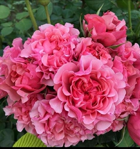 日本月季花苗惑星/星斗 (letoile)月季苗花多丰花浓香