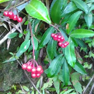 盛铭中药材店补品类煲汤类淘宝野生山草药 小罗伞 斑叶朱砂根 小