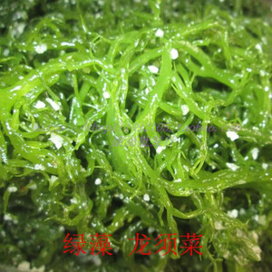 绿龙须菜海丝花10斤x2包份散装海澡海草爽脆凉拌菜火锅盐渍菜