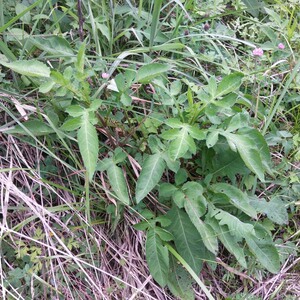 野生中药材续断川续断川断野生续断片红皮续断续筋接骨盆栽药材苗