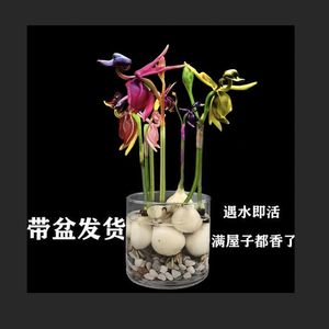 飞鸭兰花四季开花驱蚊驱蝇阳台室内绿植盆栽种植球根兰浓香易成活