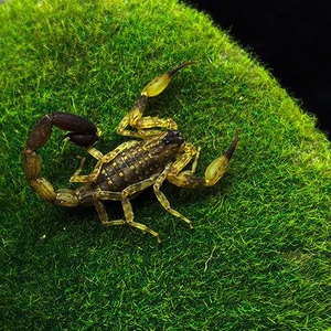 海南双针蝎无名木蝎菲律宾斑等蝎爬虫宠物蝎子易养无毒送孩子礼物