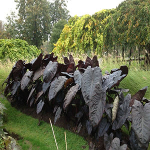 进口热植海芋象耳芋colocasia black coral黑珊瑚多年生盆栽花园