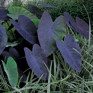 花园耐寒海芋象耳芋colocasia black magic黑魔法黑叶芋网红