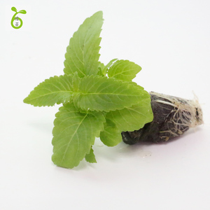 柠檬香薄荷盆栽可食用驱蚊室内阳台庭院办公室种植矮生植物水培苗