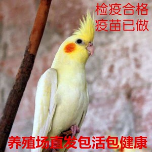 玄凤鹦鹉活体学说话中型手养黄化玄风鹦鹉活物幼鸟一对可繁殖