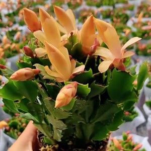 黄色蟹爪兰带花苞黄金蟹爪兰盆栽金媚对版发货室内好养