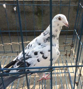 麒麟花鸽子骑士