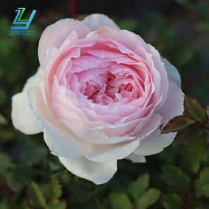广州枝殷粉色威基伍德大苗月季花卉浓香蔷薇玫瑰切花强香盆栽植物