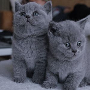 英短蓝猫蓝白折耳布偶猫矮脚美短金银渐层猫咪活物小猫幼猫宠物猫