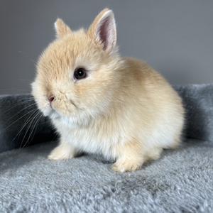 宠物兔进口纯种双血美国侏儒兔活体小型长不大暹罗碎斑纯白奶黄包