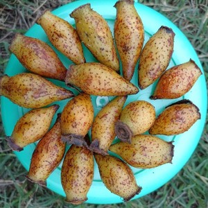 金樱子野生新鲜现摘