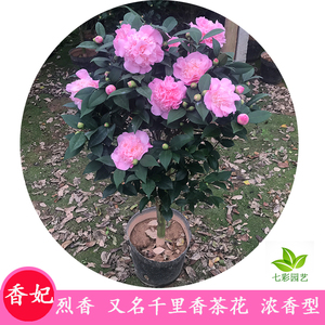 香妃茶花盆栽浓香