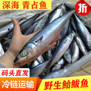 青鱼冷冻6斤青占鱼鲅鱼鲐鲅鱼整条青花鱼新鲜马鲛鱼深海海鲜水产