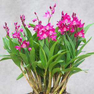 48仁若策变淘宝石触兰花水培石解盆栽石解兰石胡兰石确兰香水石斛兰