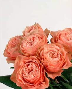 缤纷月季园卡哈拉超新品切花月季玫瑰大花灌木阳台花卉