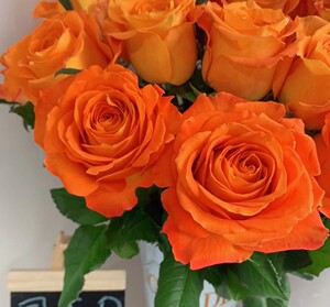 国王日云南切花稀有品种橙色系玫瑰阳台庭院花苗