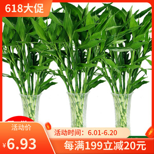 发财竹子富贵竹水养透明转运竹卧室桌面开运办公室专用绿植粗跟