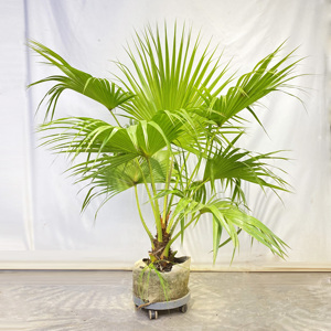 【蒲葵】蒲葵品牌,价格 - 阿里巴巴