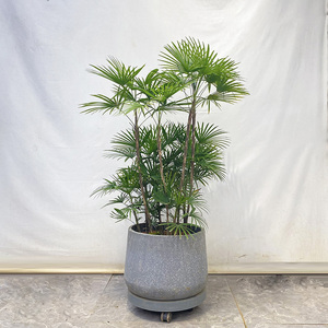 金山棕多裂棕竹室内客厅室外园林造景盆景大型观赏绿植盆栽易活