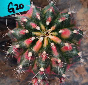 绯牡丹五彩光辉锦裸萼科仙人球 嫁接 一物一拍