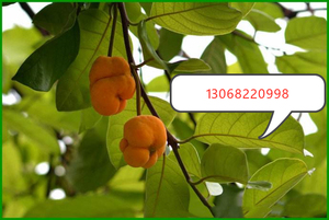 狗果树红桂木红胭脂狗囊木大叶胭脂红桂木白桂木发财风景树行道树