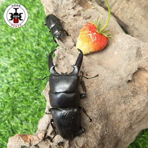 幼虫中国大扁成虫中华仙锹形虫活体甲宠物独角锹兜虫甲虫锹