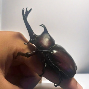 独角仙甲虫宠物成虫幼虫姬兜爬虫巨型超大个体兜虫花金龟活体锹甲