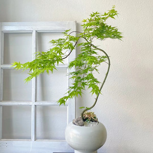 流泉枫盆栽自然美室内绿植日本造型枫树好养网红客厅书房禅意植物