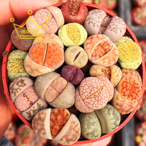 一物一拍 生石花屁股 多肉植物老桩超大 多头群生肉肉韩国进口