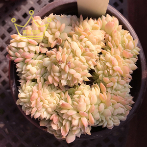 一物一拍 星影缀化 桑切斯 多肉植物 多头群生肉肉 韩国进口直销