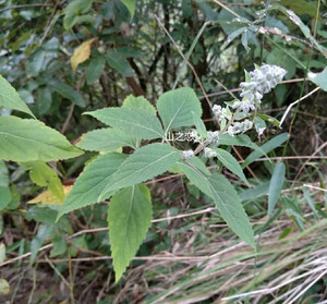 黑头草毛萼香茶菜 虎尾草 火地花 麻根沙虫药脚气草