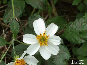 鬼针草三叶鬼针草鬼见针草