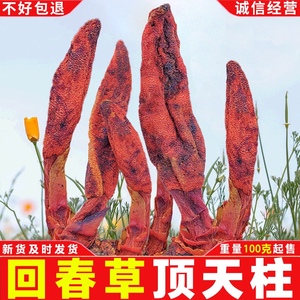 云南回春草野生不老草深山石菰菇不出头顶天柱粉鹿仙草茶红冬蛇菰