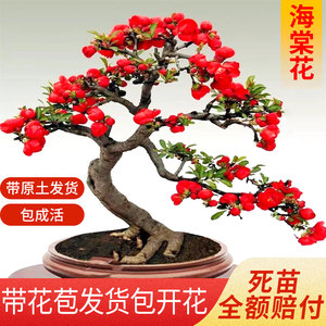 丽格海棠盆栽包邮重瓣