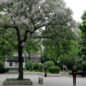 苦楝树苗楝枣树庭院绿化行道厂区风景树苗园林绿化紫花树哑巴树苗