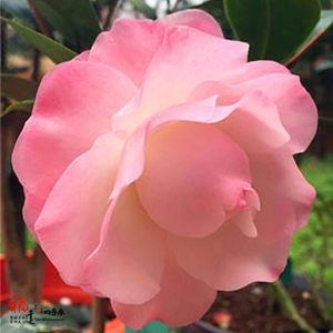 康寿桃茶花又名美琳达淡粉紫红色珍贵稀缺名贵品种福建龙岩正品