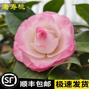 康寿桃茶花又名美琳达淡粉紫红色珍贵稀缺名贵品种福建龙岩正品
