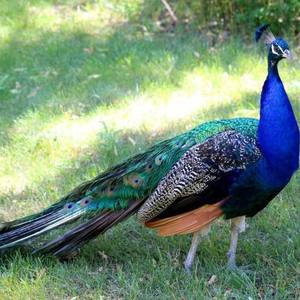 孔雀苗公母一对蓝孔雀幼崽宠物观赏鸟动物活体包邮活物养殖技术