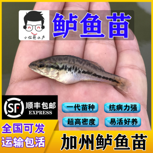 【七星龙鱼】七星龙鱼品牌,价格 - 阿里巴巴