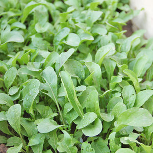 东北臭菜种籽大叶芝麻菜臭菜籽四季夏季春季农家盆栽蔬菜种子种孑