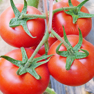 石盾番茄种籽高产大红果西红柿苗四季夏季春季农家庭院蔬菜种子孑