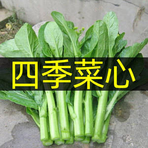 四九菜心种籽广东广州青菜菜芯四季菜种阳台种菜农家蔬菜种子种孑
