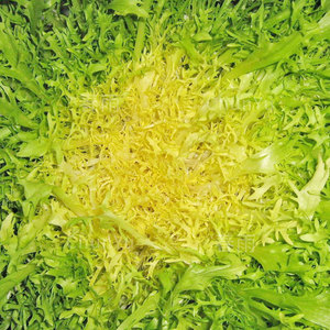 黄心苦菊种籽苦苣菜生菜四季春季秋农家春天种的蔬菜种子孑菜籽种