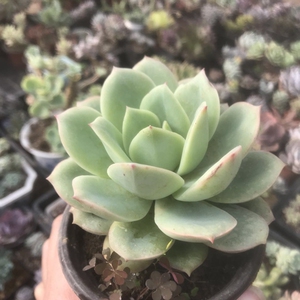 葱茏阁 多肉植物 粉红贝拉,一物一拍