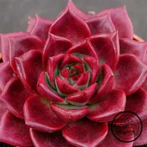 红色罗宾多肉花卉