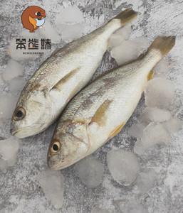 广东浅海网捕划鱼4-5条/斤南海白姑鱼新鲜冷冻黄姑鱼杂鱼速冻海鱼