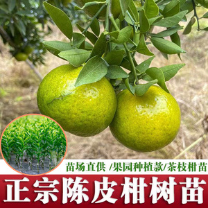 新会陈皮柑果苗茶枝柑苗大红柑小青柑普茶制橘普洱茶嫁接树苗